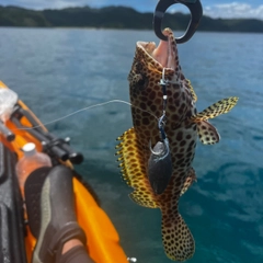 イシミーバイの釣果