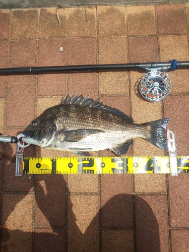 クロダイの釣果