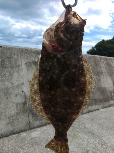 ヒラメの釣果