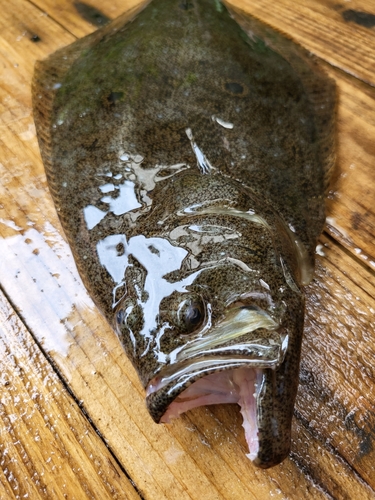 ヒラメの釣果