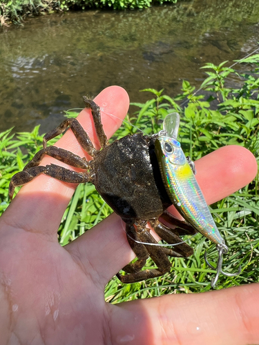 モクズガニの釣果