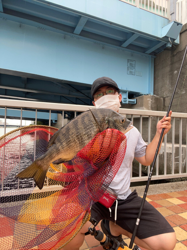 チヌの釣果