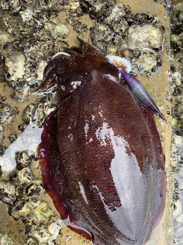 コウイカの釣果