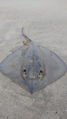 エイの釣果