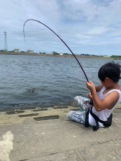 ハクレンの釣果