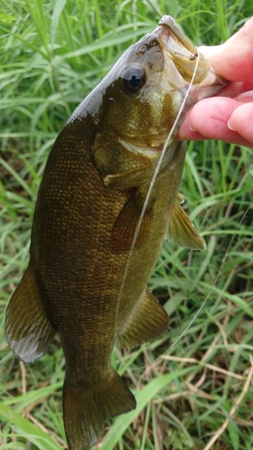 スモールマウスバスの釣果