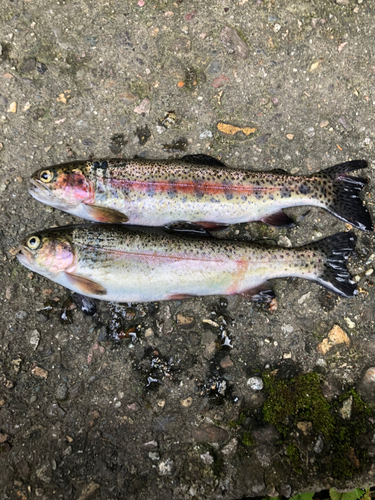 イワナの釣果