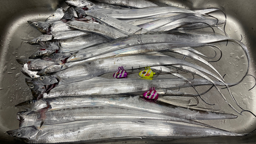 タチウオの釣果