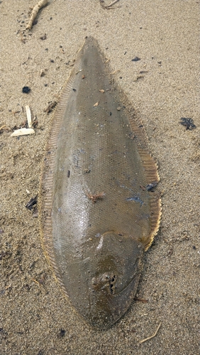 シタビラメの釣果