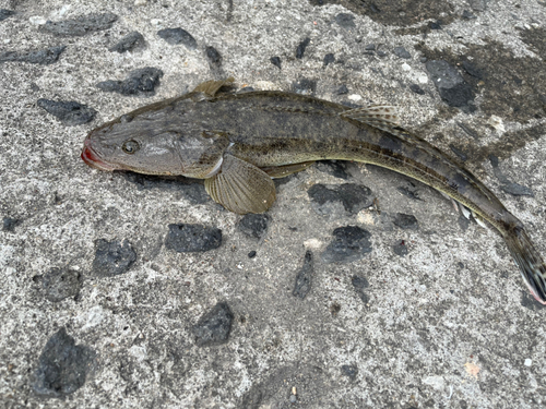 マゴチの釣果