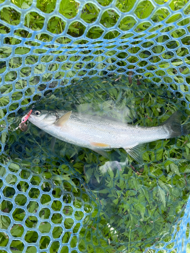 ウグイの釣果