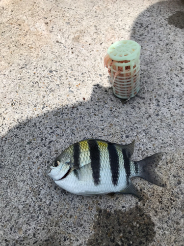 オヤビッチャの釣果