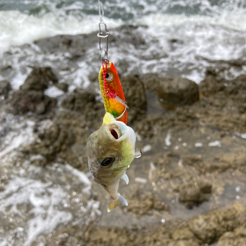 シロサバフグの釣果