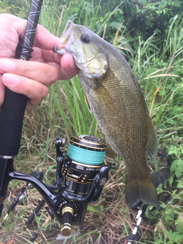 スモールマウスバスの釣果