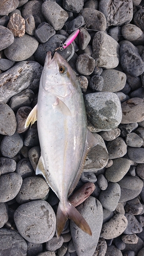 ショゴの釣果