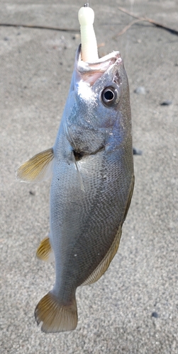 イシモチの釣果