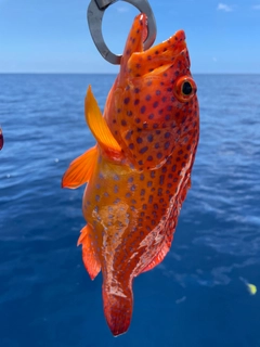 ユカタハタの釣果