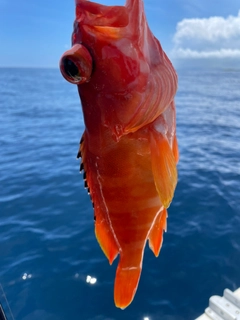 アカハタの釣果