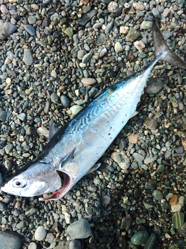 ヒラソウダの釣果