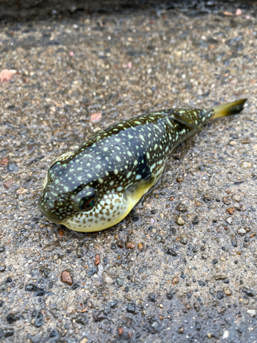 フグの釣果