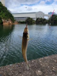 シロギスの釣果