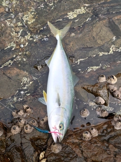 ヤズの釣果