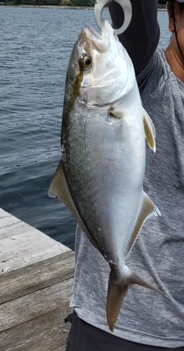 シオの釣果