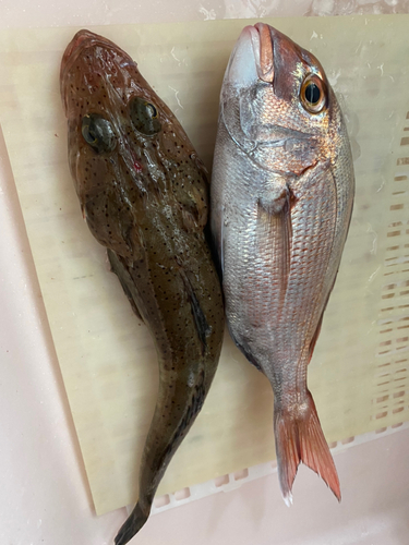 タイの釣果