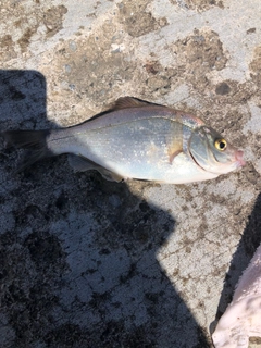 タナゴの釣果