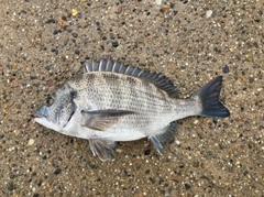 クロダイの釣果