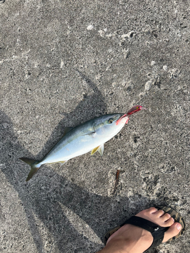 ワカシの釣果