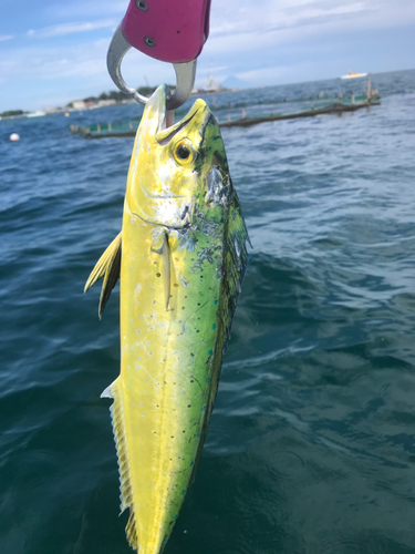 シイラの釣果