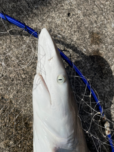 サメの釣果