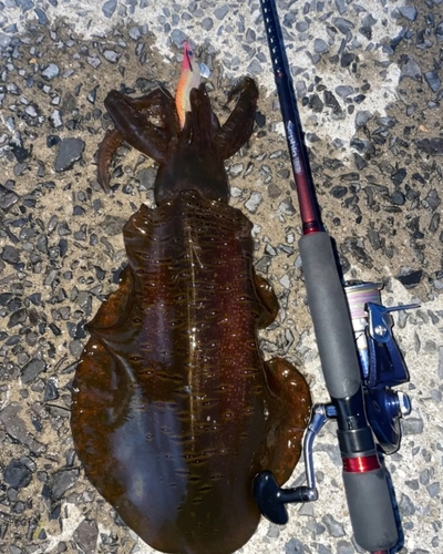 アオリイカの釣果