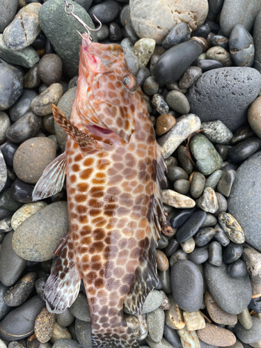 オオモンハタの釣果