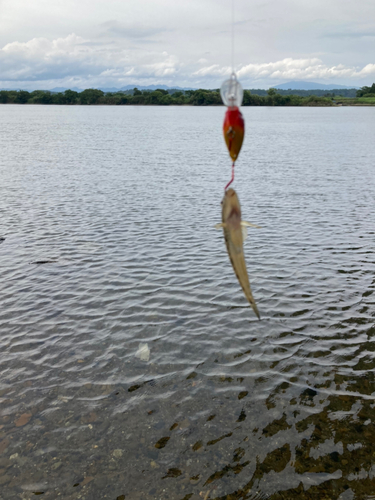 マハゼの釣果