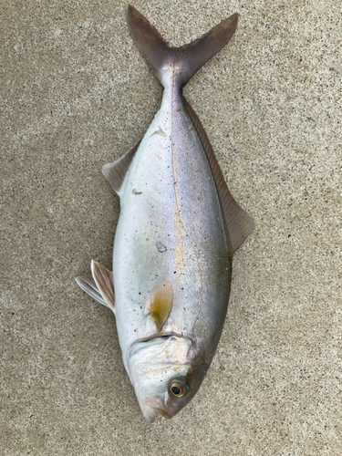 ショゴの釣果