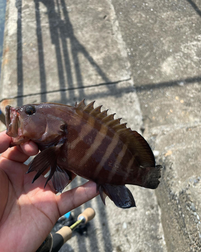 ヤミハタの釣果