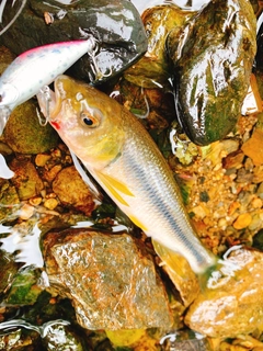 カワムツの釣果