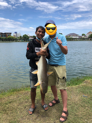 メコンオオナマズの釣果