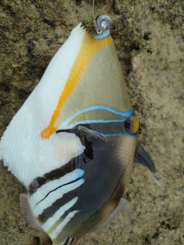 ムラサメモンガラの釣果