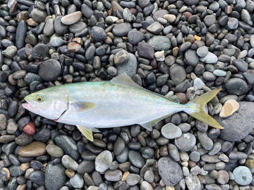 ワカシの釣果