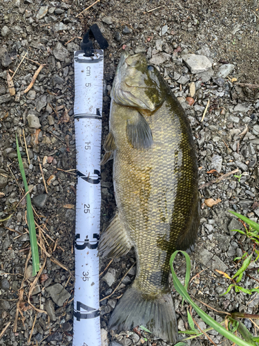 スモールマウスバスの釣果