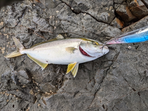 ショゴの釣果