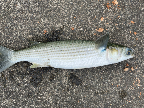 ボラの釣果