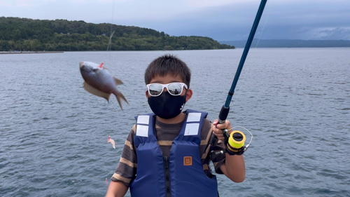 スズメダイの釣果