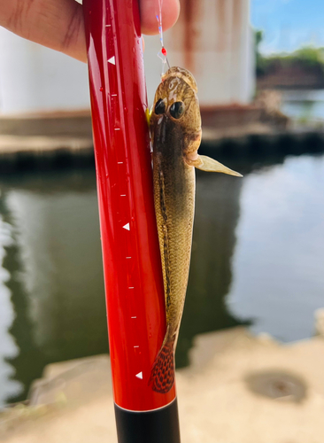 ハゼの釣果