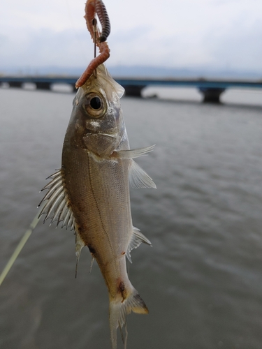 ケンサキイカの釣果