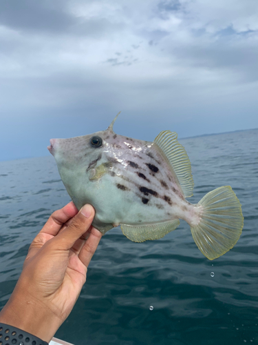 カワハギの釣果