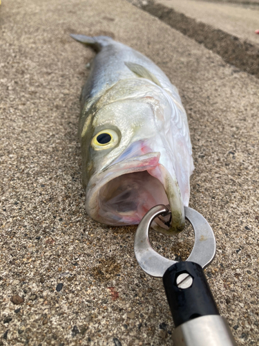 フッコ（マルスズキ）の釣果